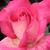 Rosa - Rose Ibridi di Tea - Rose Gaujard